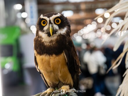 hunt_expo_krakow_int_041.jpg